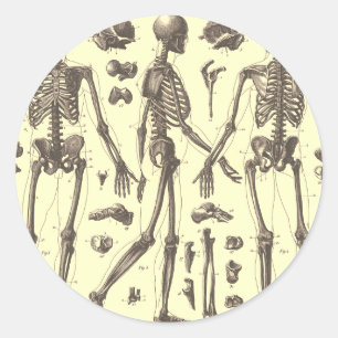 Vintage Skeletondiagram Runt Klistermärke