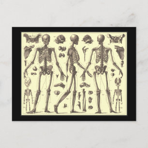 Vintage Skeletondiagram Vykort