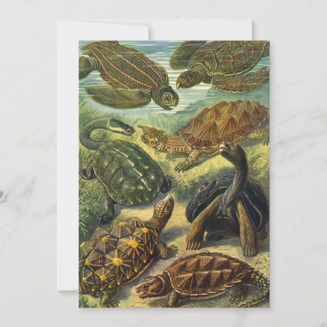Vintage Sköldpaddor av Ernst Haeckel Inbjudningar (Framsida)