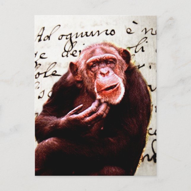 vintage skript lustiga Chimpanzee Vykort (Framsida)