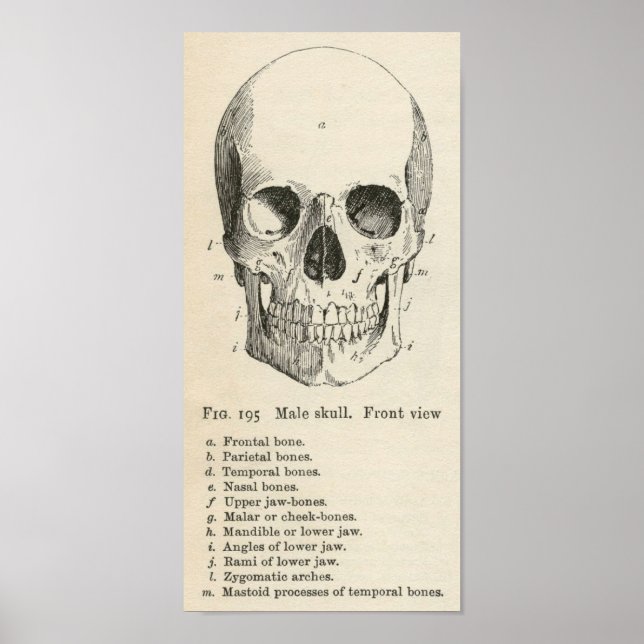 Vintage Skull Anatomy Halloween Poster (Framsidan)