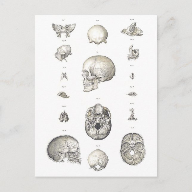 Vintage Skull och benzoomning Vykort (Framsida)