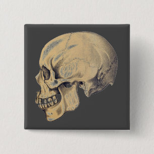 Vintage Skullanatomi, illustration Knapp