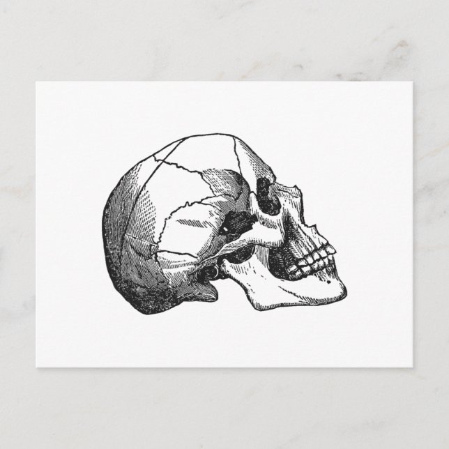 Vintage Skullprofilillustration Vykort (Framsida)