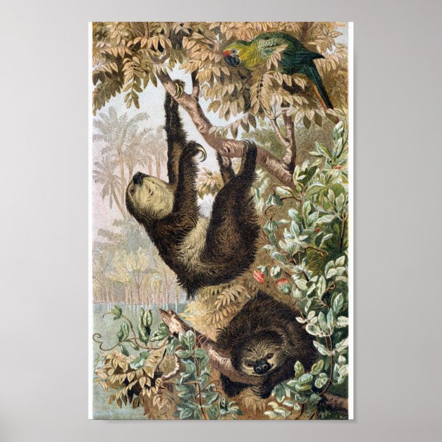 Vintage Sloth Illustration Poster (Framsidan)