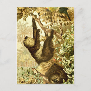 Vintage Sloths and Parrot in Jungle Vykort