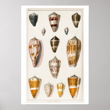 VINTAGE SNÄCKAS ILLUSTRATION POSTER