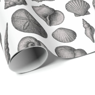 Vintage Snäckskal Ocean Natur Skiss Mönster Presentpapper
