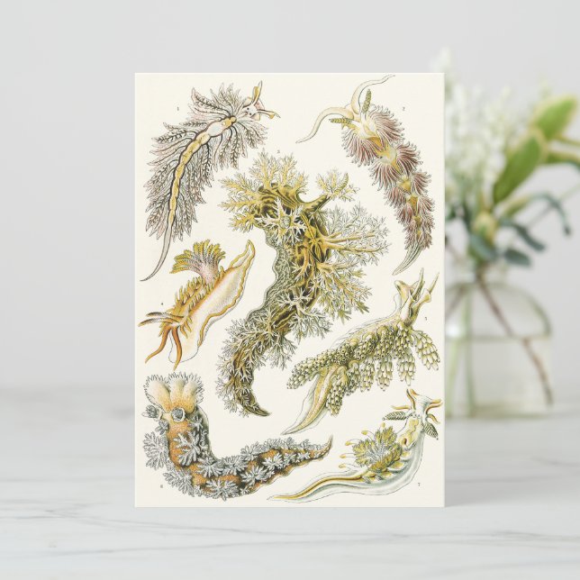 Vintage Snigel och Sea Slugs av Ernst Haeckel (Stående Fram)
