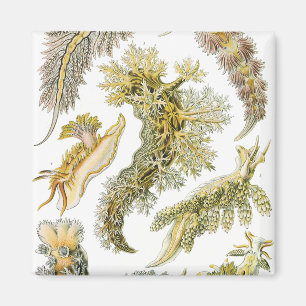 Vintage Snigel och Sea Slugs av Ernst Haeckel Magnet