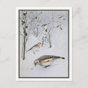 Vintage Snösparv - Robert Bruce Horsfall Vykort