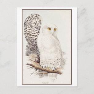 Vintage snöugglitografi av Edward Lear Vykort