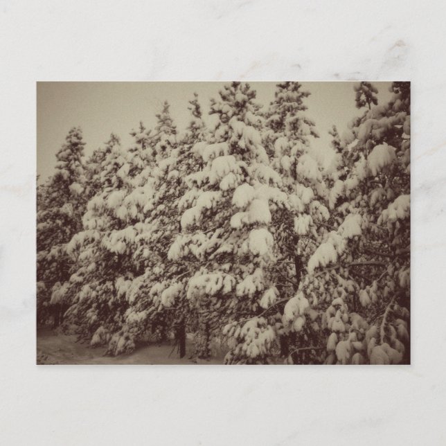 Vintage Snowscape, Conifer, CO Vykort (Framsida)