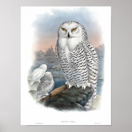 Vintage Snowy Uggla Gould Poster