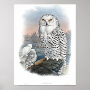 Vintage Snowy Uggla Gould Poster