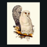 Vintage Snowy Uggla Teckning Poster<br><div class="desc">Vintage Snowy Uggla Teckning. Det här exemplet med uggla är John Gould,  Edward Lear och Charles Joseph Hullmandel. Snygg utskrift av uggla teckning för naturens älskare.</div>