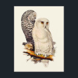 Vintage Snowy Uggla Teckning Vykort<br><div class="desc">Vintage Snowy Uggla Teckning. Det här exemplet med uggla är John Gould,  Edward Lear och Charles Joseph Hullmandel. Snygg utskrift av uggla teckning för naturens älskare.</div>