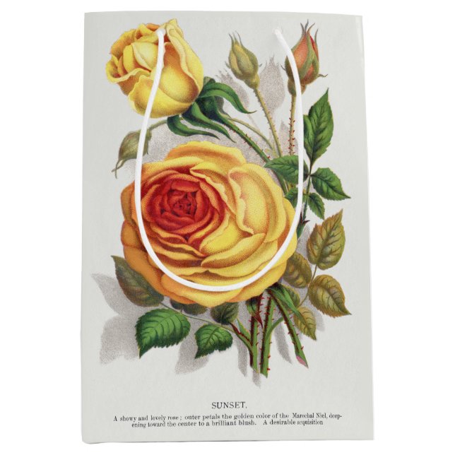 Vintage solnedgång Ros Gul & Orange Botanisk konst (Framsidan)