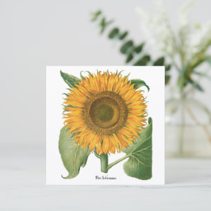 Vintage Solros Blomma av Basilius Besler