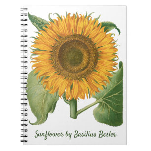 Vintage Solros Blomma av Basilius Besler Anteckningsbok