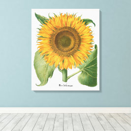 Vintage Solros Blomma av Basilius Besler Canvastryck