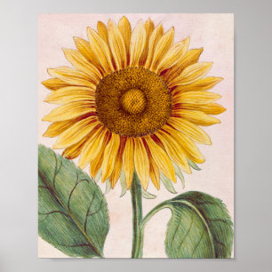 Vintage Solros Lycklig Flower Poster