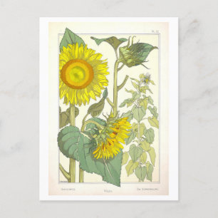 Vintage Solrosolja Botaniskt illustration Vykort