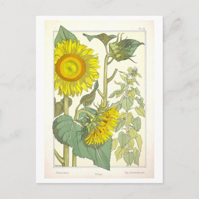 Vintage Solrosolja Botaniskt illustration Vykort (Framsida)