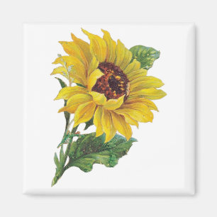 Vintage Solrossolrosor Magnet