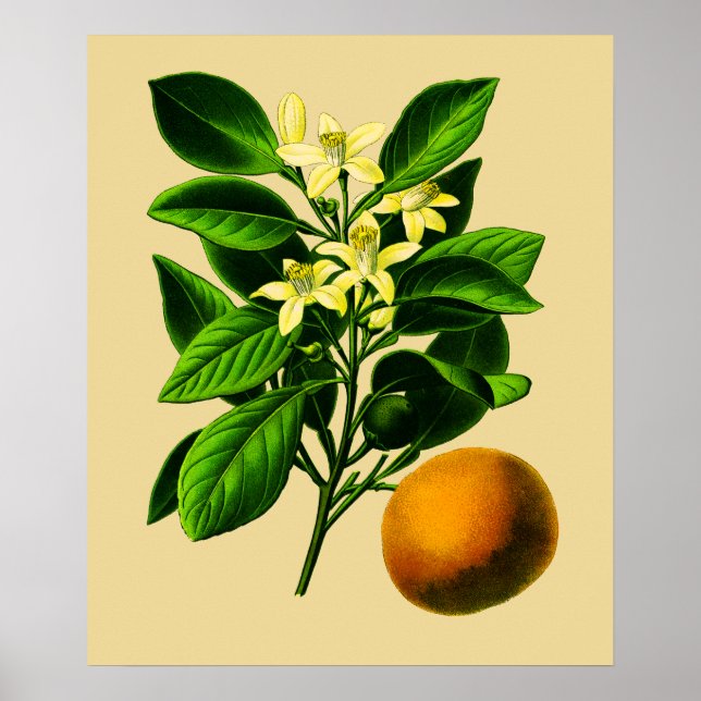 Vintage Söt Apelsin Botaniskt Tryck (Framsidan)