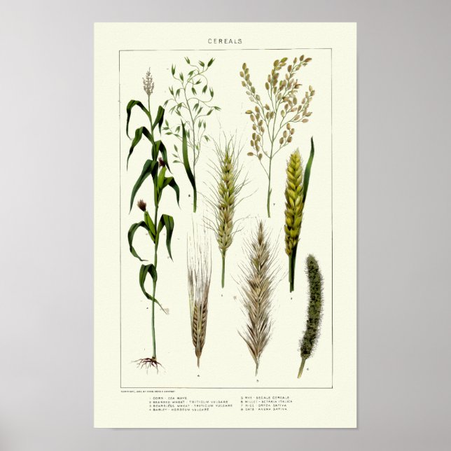 Vintage Spannmål Vete, Råg, Korn, Havre Poster (Framsidan)