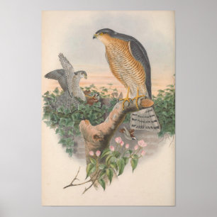 Vintage Sparrow Hawk Bird Poster