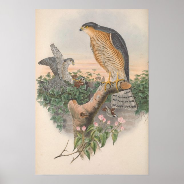 Vintage Sparrow Hawk Bird Poster (Framsidan)