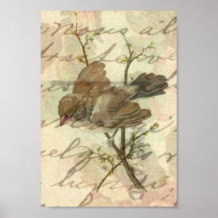 Vintage Sparrow med handskriven bakgrund Poster