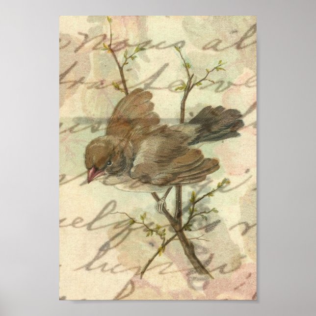 Vintage Sparrow med handskriven bakgrund Poster (Framsidan)
