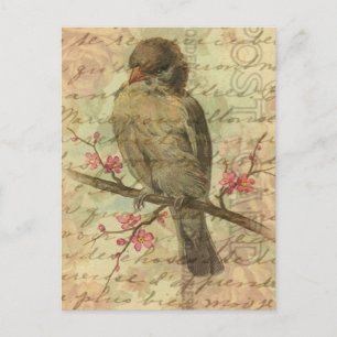 Vintage Sparrow Vykort