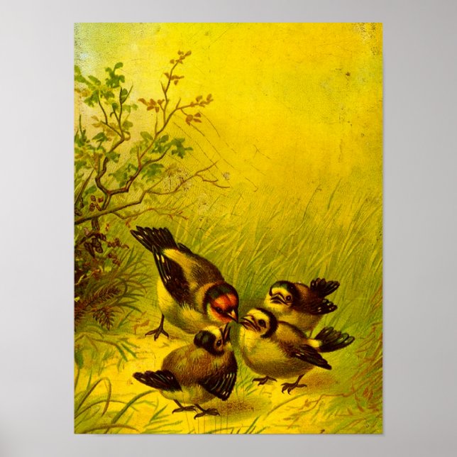 Vintage Sparrows Poster (Framsidan)