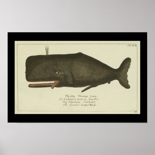 Vintage Sperm Whale Skriv ut Poster (Framsidan)