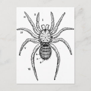 Vintage Spider-diagram Vykort