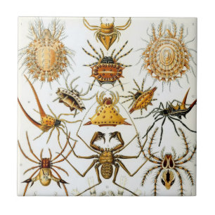 Vintage Spiders eller Arachnids av Ernst Haeckel Kakelplatta