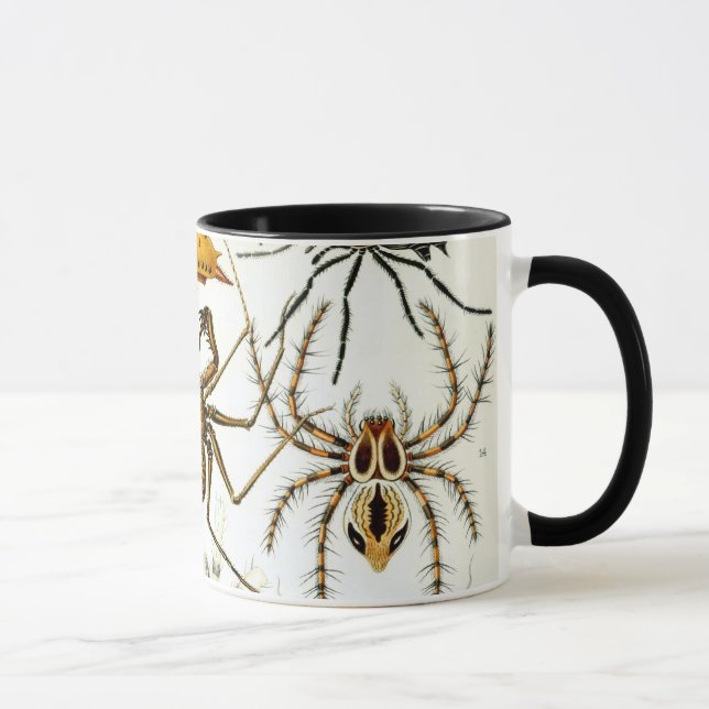 Vintage Spiders eller Arachnids av Ernst Haeckel Mugg (Höger)