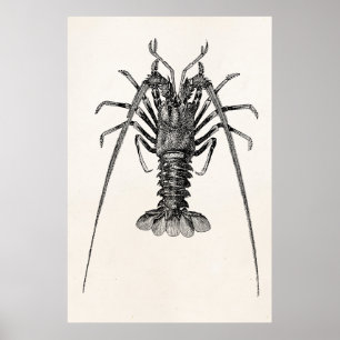 Vintage Spiny Lobster Personlig Template Poster