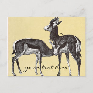 Vintage Springbok-vykort Vykort