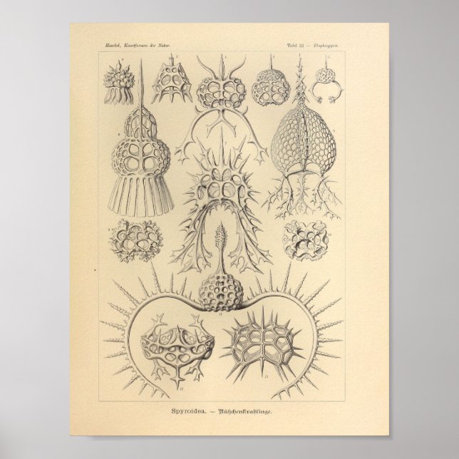 Vintage Spyroidé Färg Ernst Haeckel Print Poster (Framsidan)