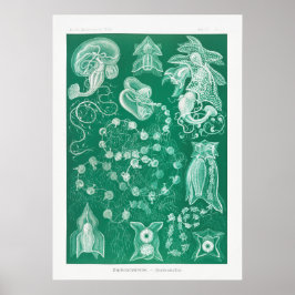 Vintage Squid Illustration Poster