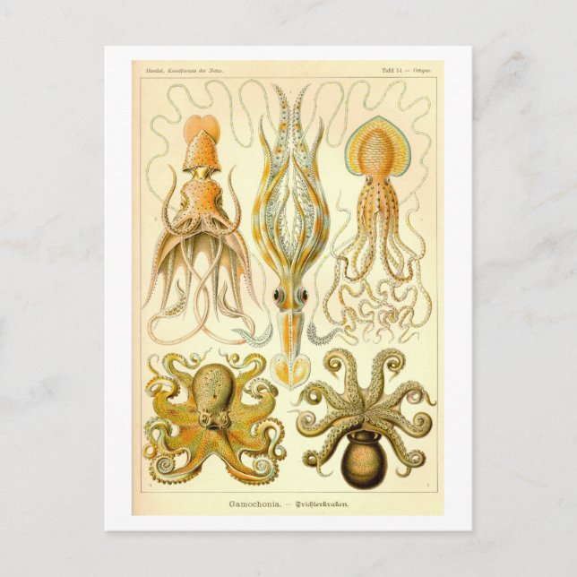 Vintage Squid & Octopus Illustration Vykort (Framsida)