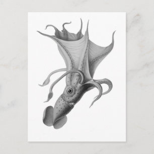 Vintage Squid Vykort