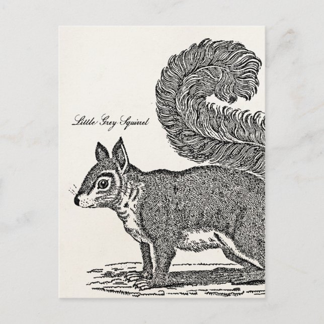 Vintage Squirrel Illustration - 1800-tal Vykort (Framsida)