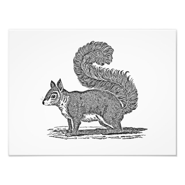 Vintage Squirrel Illustration - 1800's Squirres Fototryck (Framsidan)