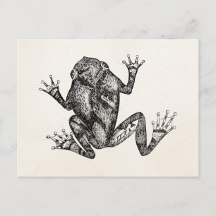 Vintage Squirrel Träd Toad - Reptile Frog Template Vykort